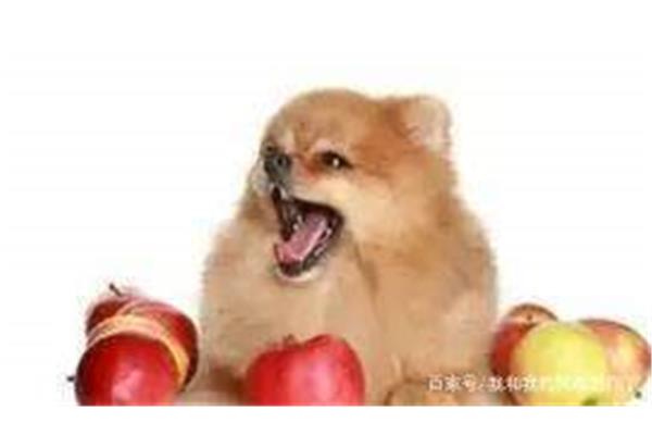 狗狗可以吃苹果核吗