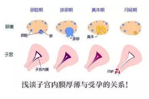 内膜多厚可以移植